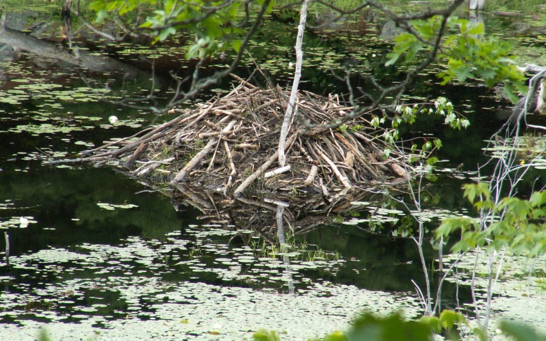 Beaver Dam