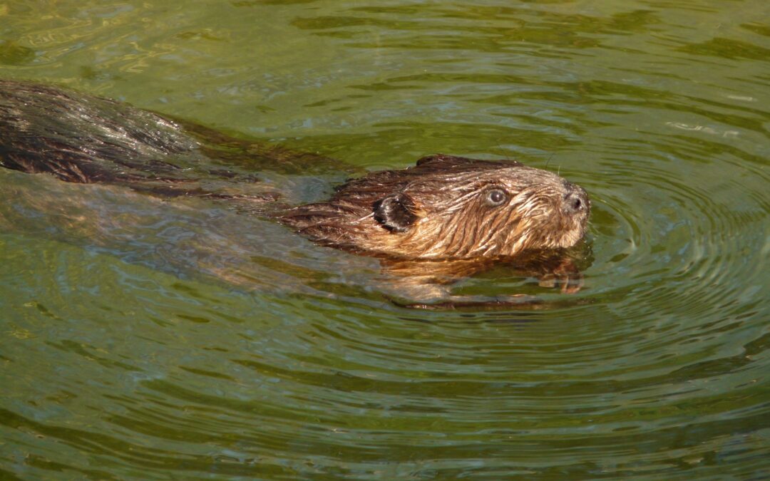 Beaver swimming