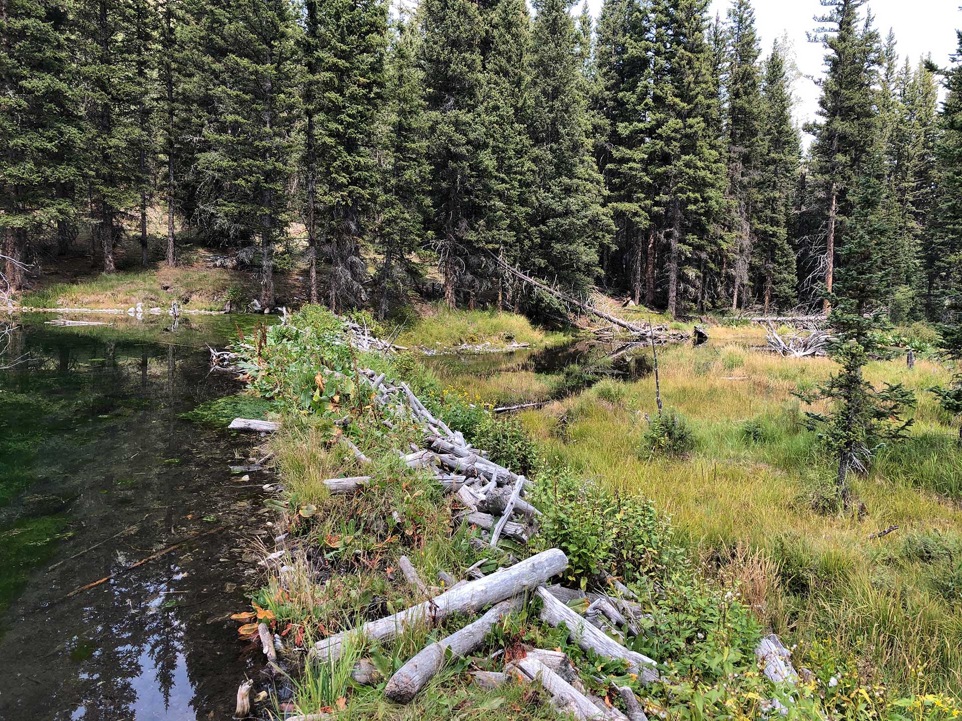 Resources - New Mexico Beaver Project