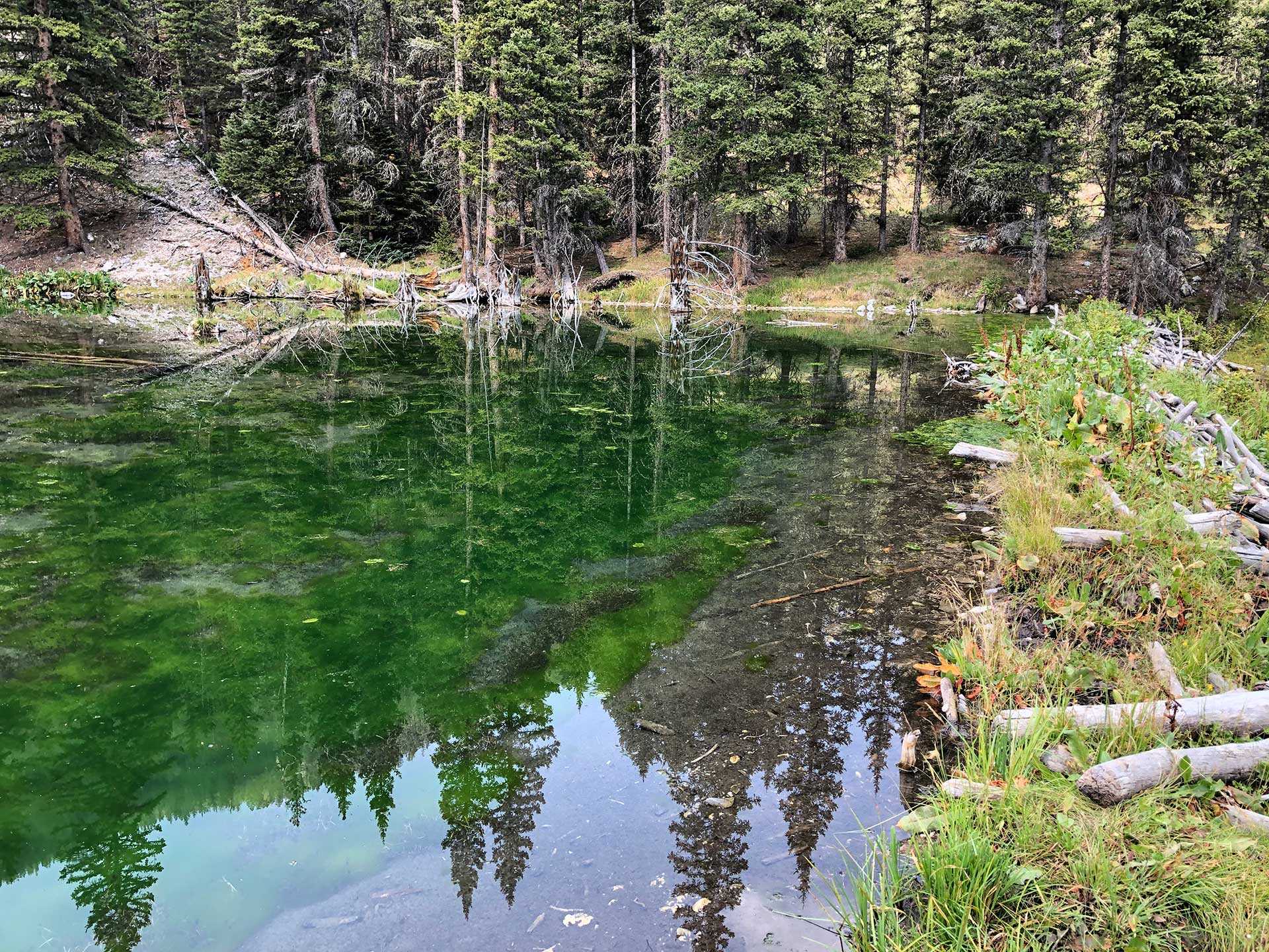 Resources - New Mexico Beaver Project