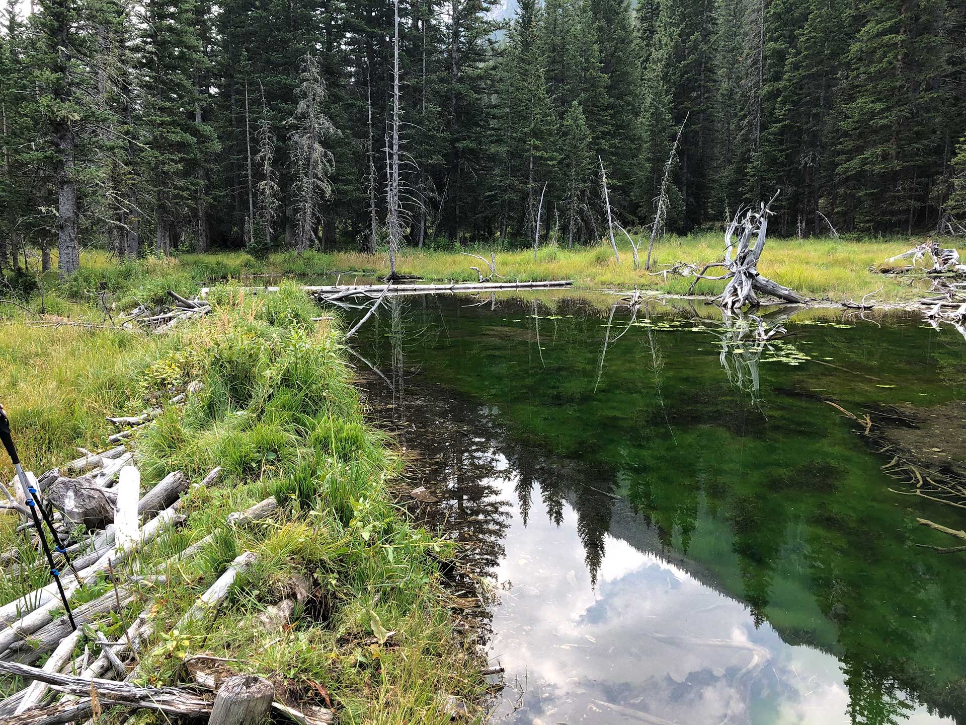 Resources - New Mexico Beaver Project