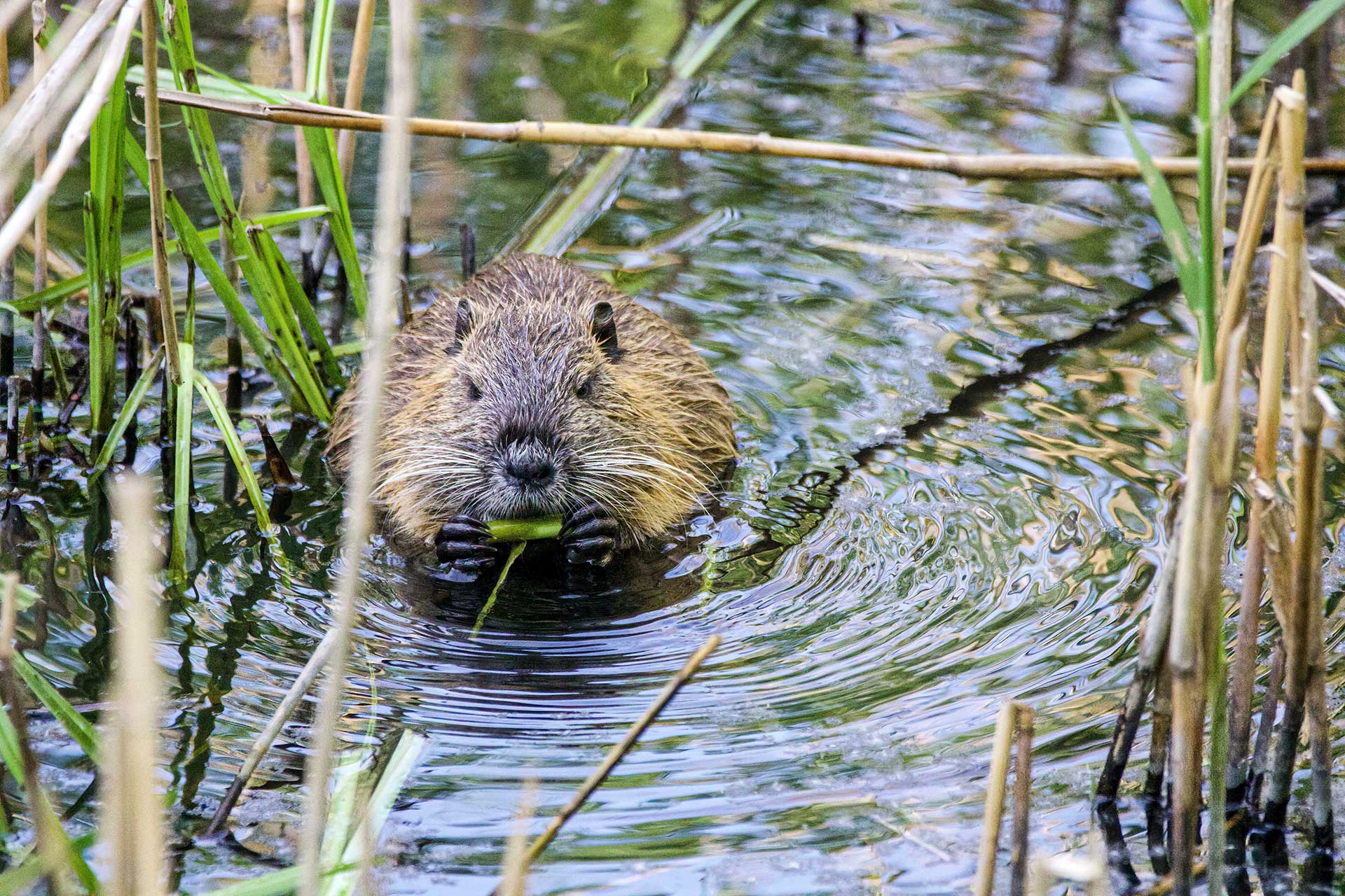 Resources - New Mexico Beaver Project