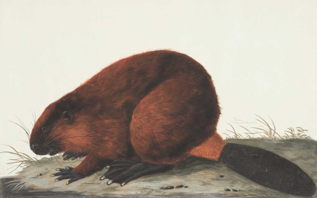 History of Beavers – a brief history of beaver numbers in North America