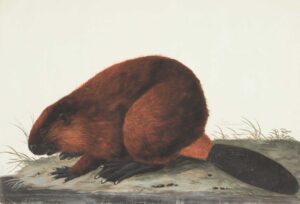 History of beavers