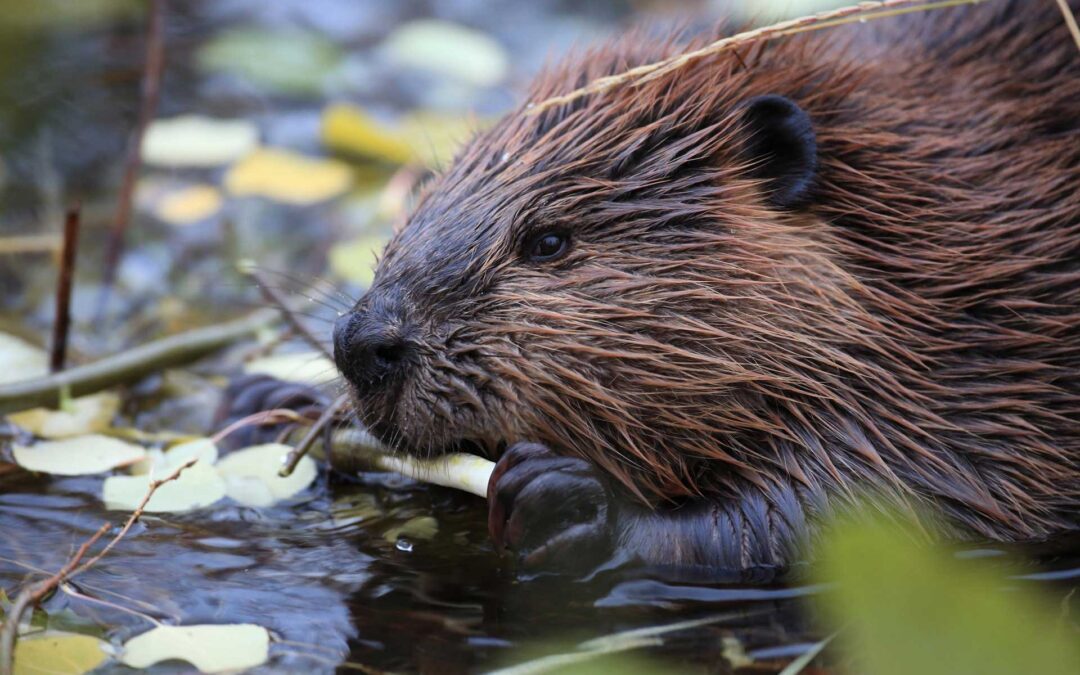 Can Wildlife Services Learn to Believe in Beavers?