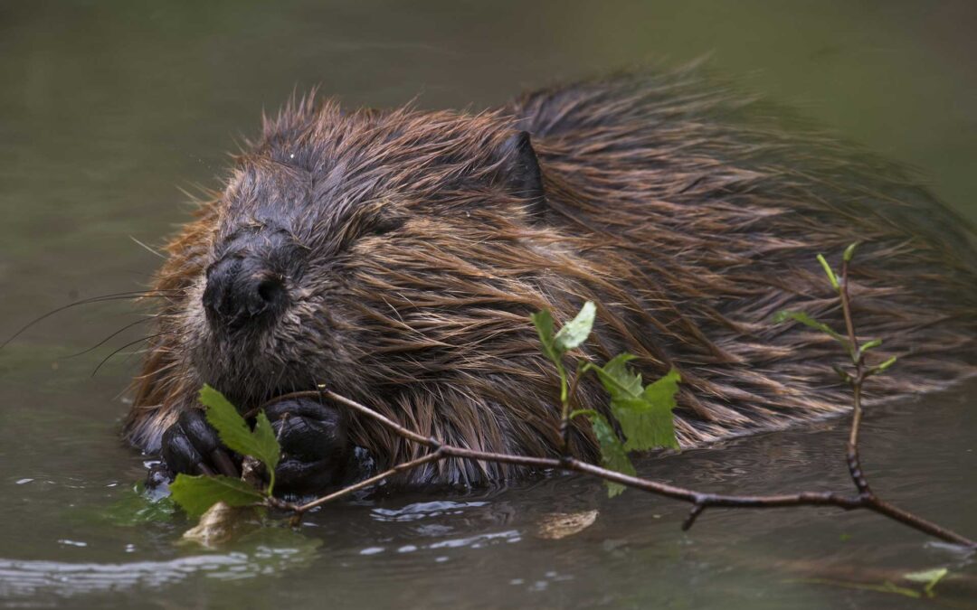 The US is bringing back nature’s best firefighters: beavers