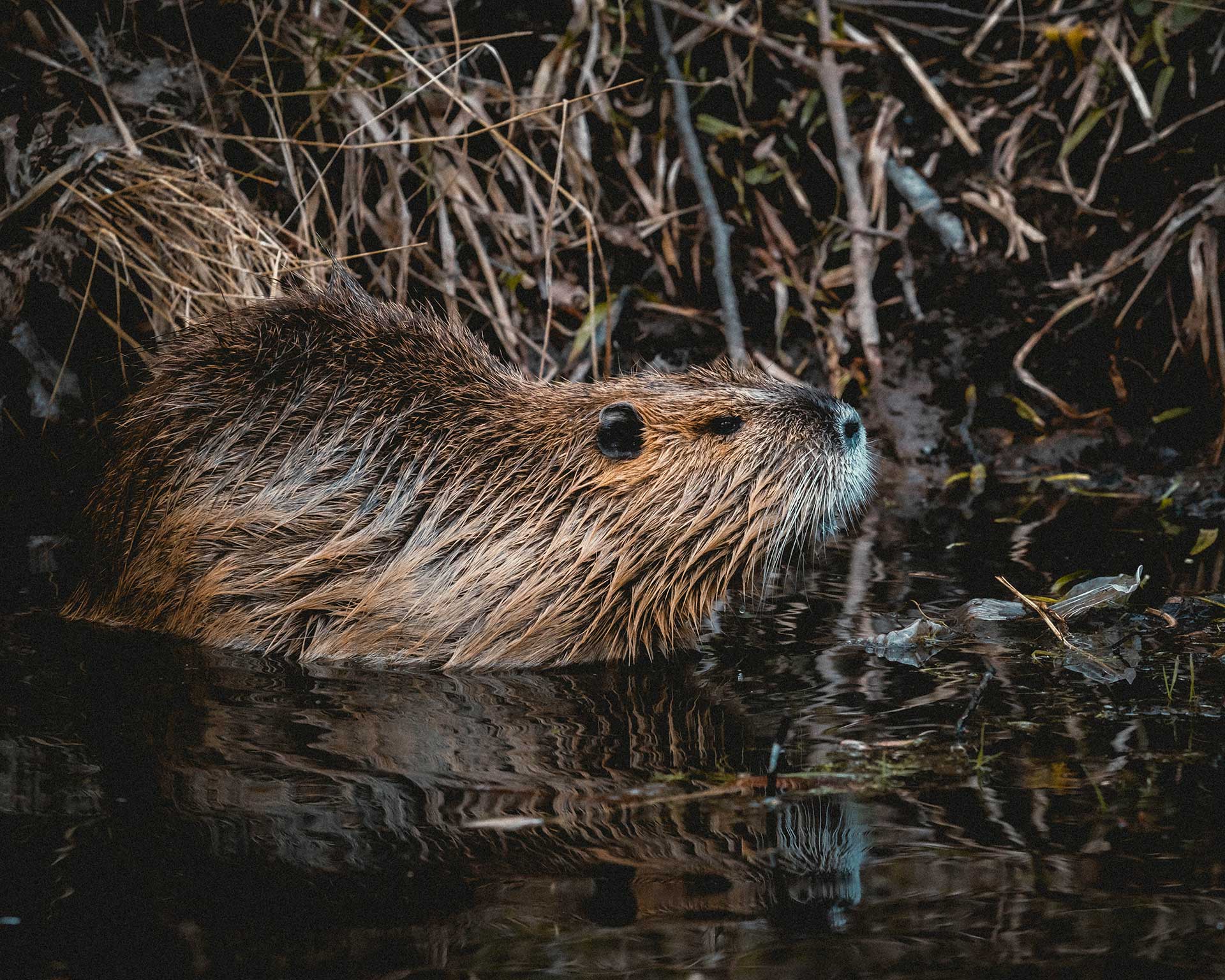 Resources - New Mexico Beaver Project