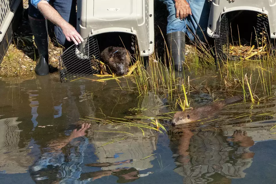 California Department of Fish and Wildlife Releases Beavers into the Wild for the First Time in Nearly 75 Years