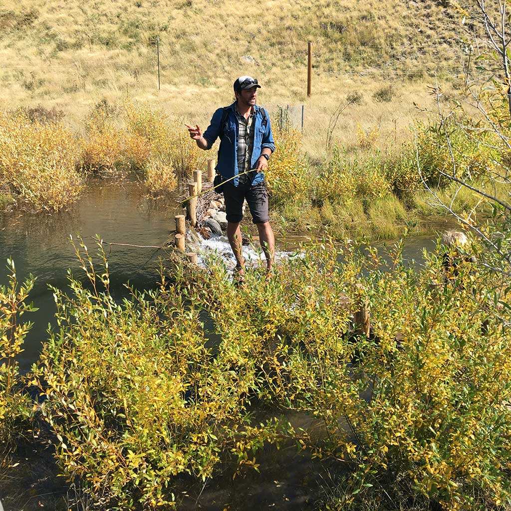 Beavers and restoration