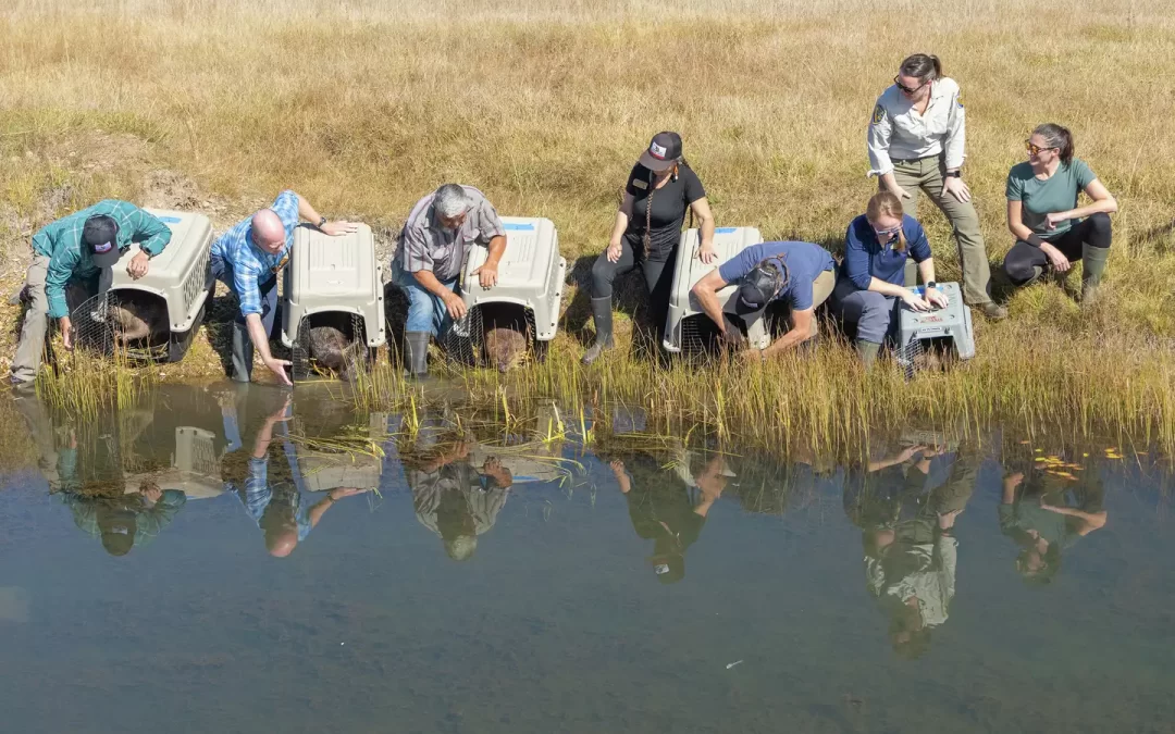 When it comes to fighting climate change, California says consider the beaver