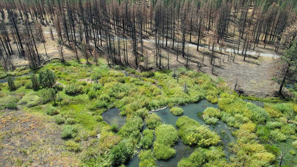 Beaver wetlands provide a wildlife refuge from wildfire. Photo by Emily Fairfax.