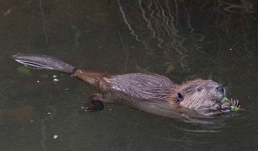 California Assembly Overwhelmingly Supports “Beaver Bill”
