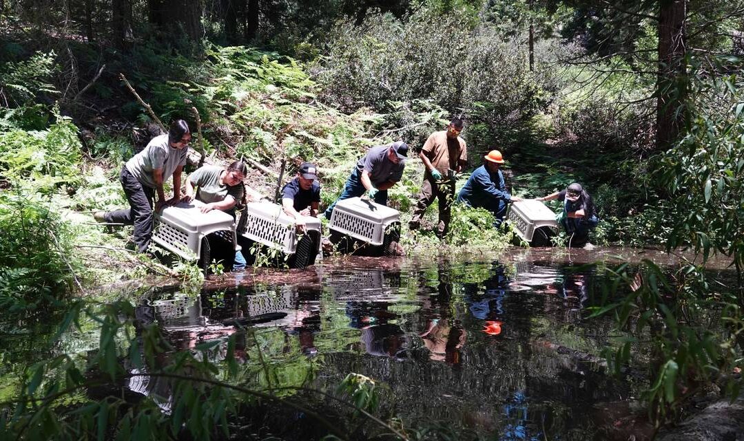 Beavers reintroduced to CA watershed for first time in a century