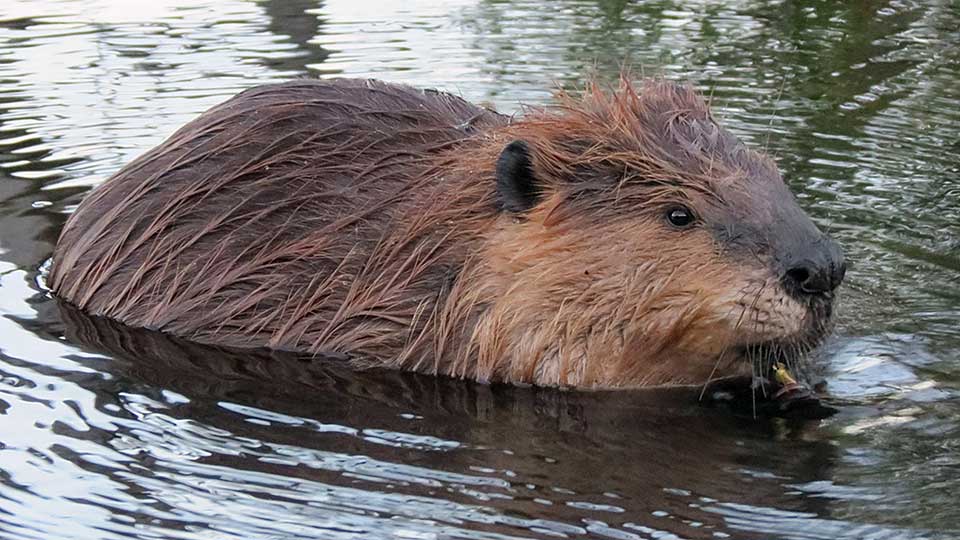 The Beaver Seekers: Citizen scientists are helping restore the ecosystem engineers to the Cascade-Siskiyou National Monument