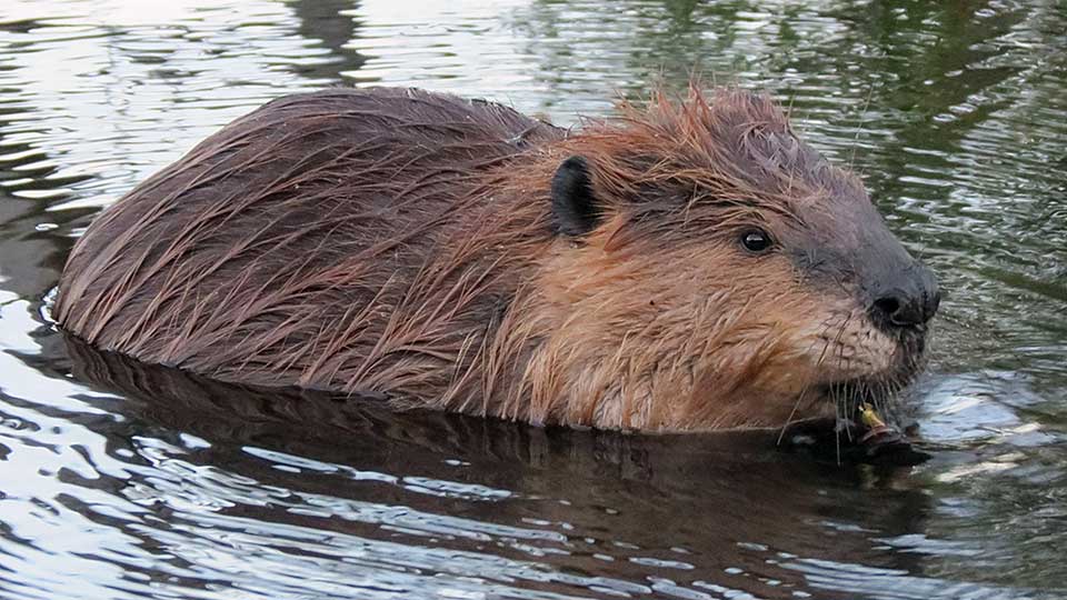 Beaver Seekers