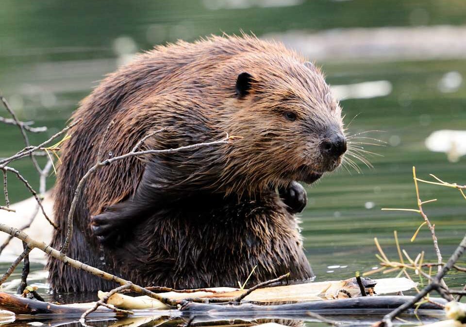 Beaver fever: $1.5M proposed for beaver restoration efforts